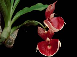 catasetum_imperiale_pierrecouret_cd