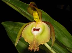 catasetum_incurvum_ws_cd