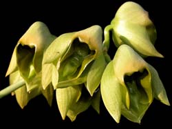 catasetum_macrocarpum_cd