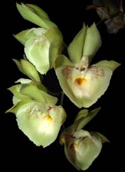 catasetum_pileatum_gelb_cd