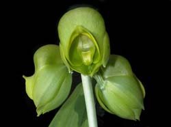 catasetum_planiceps_ws