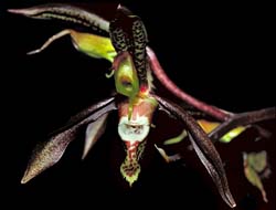 catasetum_saccatum_cd