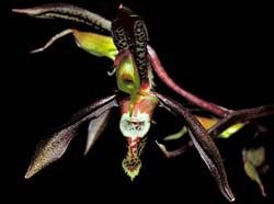 catasetum_saccatum_ws_cd