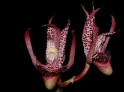 catasetum_schmidtianum_ip_cd