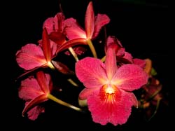 cattleytonia_jamaica_red_cd