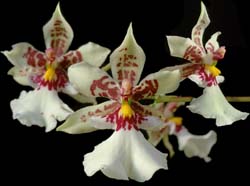 caucaea_phalaenopsis_mb_cd