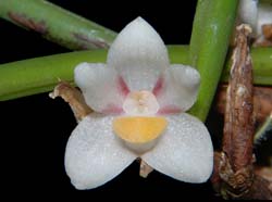 ceratostylis_incognita_ws_cd