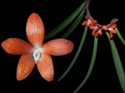 ceratostylis_rubra2_cd