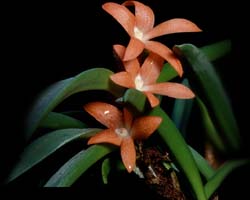 ceratostylis_rubra_cd