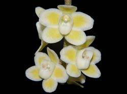 chiloschista_lunifera_alba_ws_cd_