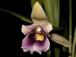 cochleanthes_discolor2_cd