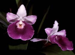 cochleanthes_discolor_cd