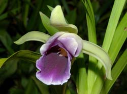 cochleanthes_discolor_ws_cd