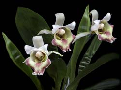 cochleanthes_ionoleuca_cd