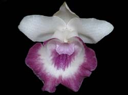 cochleanthes_marginata_ws_cd