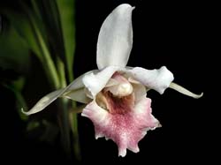 cochleanthes_spec_peru_cd