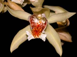 coelogyne_asperata_cd