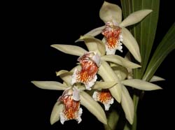 coelogyne_asperata_ws_cd