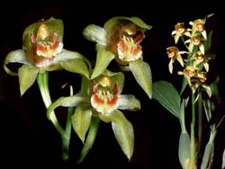 coelogyne_confusa_cd