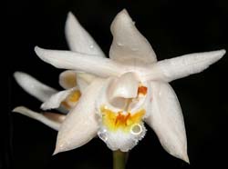 coelogyne_elata_ws_cd