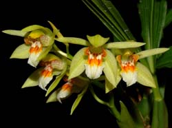 coelogyne_erikaense2_ws_cd