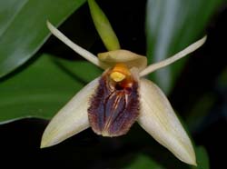 coelogyne_fimbriata_ws_cd