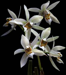 coelogyne_flaccida_cd