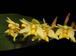 coelogyne_flavida_ws_cd