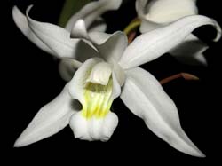 coelogyne_intermedia2_cd