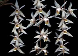 coelogyne_lactea_cd