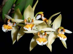 coelogyne_lentiginosa_cd