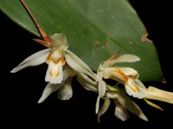 coelogyne_longipes_ws_cd