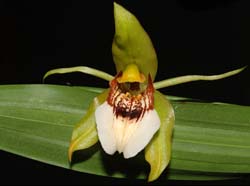 coelogyne_marmorata_ws_cd