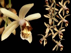 coelogyne_massangeana_cd