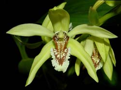 coelogyne_mayeriana_2_ws_cd