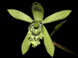 coelogyne_mayeriana_ws_cd