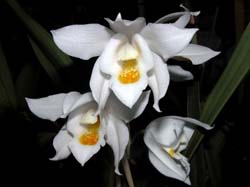 coelogyne_mooreana_cd