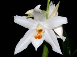 coelogyne_mooreana_ws_cd