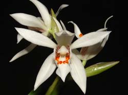 coelogyne_occultata_ws_cd