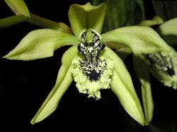 coelogyne_pandurata_cd