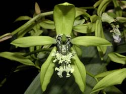 coelogyne_pandurata_ws_cd