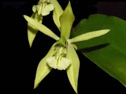 coelogyne_parishii_ws_cd