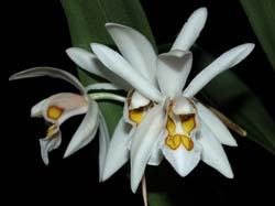 coelogyne_punctulata_cd