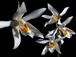 coelogyne_sanderae_cd