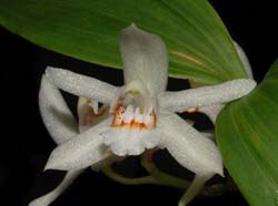 coelogyne_sparsa2_ws_cd