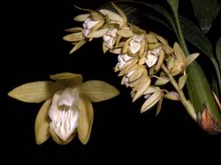 coelogyne_spec#2_cd