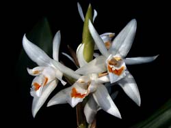 coelogyne_spec_indonesia_cd