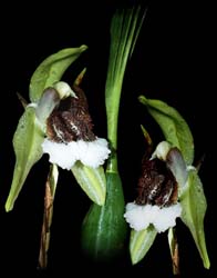 coelogyne_speciosa_cd