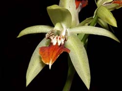 coelogyne_vanoverberghii_ws_cd