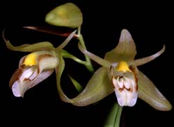 coelogyne_vietnamense_cd